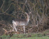 Fallow deer awareness