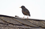 Starling blending in with the roof slates