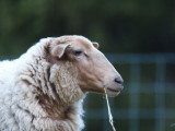 Sheep at breakfast