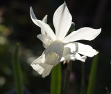 Easter daffodil