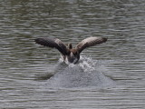 Greylag goose having been chased by an angry swan