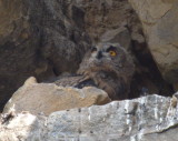Eagle owl chick retreating