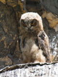 Eagle owl chick - Grand-duc dEurope - Uhu - Bubo bubo