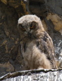 Eagle owl chick - Grand-duc dEurope - Uhu - Bubo bubo