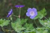 Rozanna geranium at the start of the blooming season