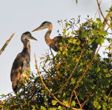 Grey herons infiltrating the stork colony