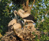 The young ones having the nest to themselves