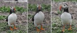 Puffin - different perspectives to allow for counting the catch