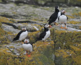 Part of the welcoming committee on Inner Farne