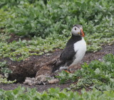 Puffin outside the burrow after discovering that it had been ransacked by a predator