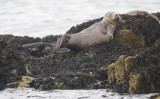 Seals enjoying a snooze