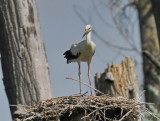Young stork studying the photographer