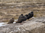 Starling line-up
