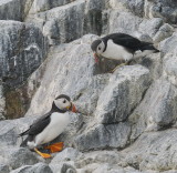 Puffins - is there anything I can do to help?
