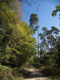 Varied vegetation along the path