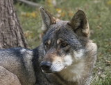 Light-coloured grey wolf