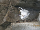 Golands - accouplement - mating gulls
