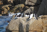 Pinguin torda - Razorbill