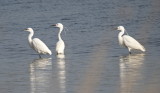 Petites aigrettes - Little egrets