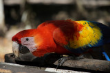Copan Ruins