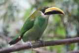 Emeral toucanet