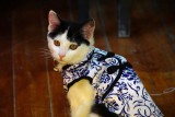 有六只猫