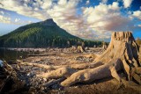 Stumps, Rattlesnake Lake