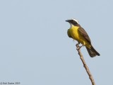 Great Kiskadee