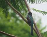 Citreoline Trogon