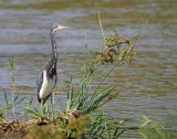Tr-colored Heron