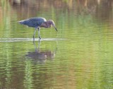 Reddish Egret