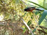 Orchard Oriole