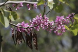 _MG_6305.JPG