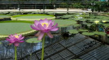 various kew 032e.jpg