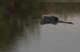 Grhger [Grey Heron] IMGL1745.jpg