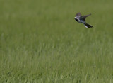 Sdesrla [White Wagtail] IMGL0696fb.jpg