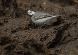 Sdesrla [White Wagtail] IMGL9366.jpg