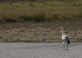 Vit stork