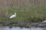 Silkeshger/little egret