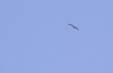 mindre skrikrn/lesser spotted eagle