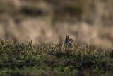 Lärkor-Ärlor/Larks-Wagtails