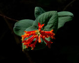 May 2021<br>Honeysuckle 2 (Woodbine)