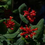 May 2021<br>Honeysuckle (Woodbine)