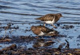 <br>March 2022<br>Black Turnstones