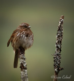 <br>April 2022<br>Song Sparrow