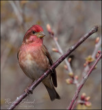 <br>Racine Erland<br>April 2022<br> Purple Finch