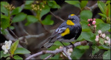 <br>May 2022<br>Yellow-rumped Warbler