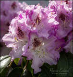 <br>Racine Erland<br>May 2022<br>The Enduring Rhododendron