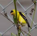 <br>July 2022<br>American Goldfinch<br>Gathering Nesting Material