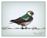 <br>July 2022<br>Violet-green Swallow<br>A Quiet Moment
